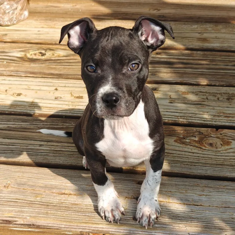 Powersurger thumbnail 3