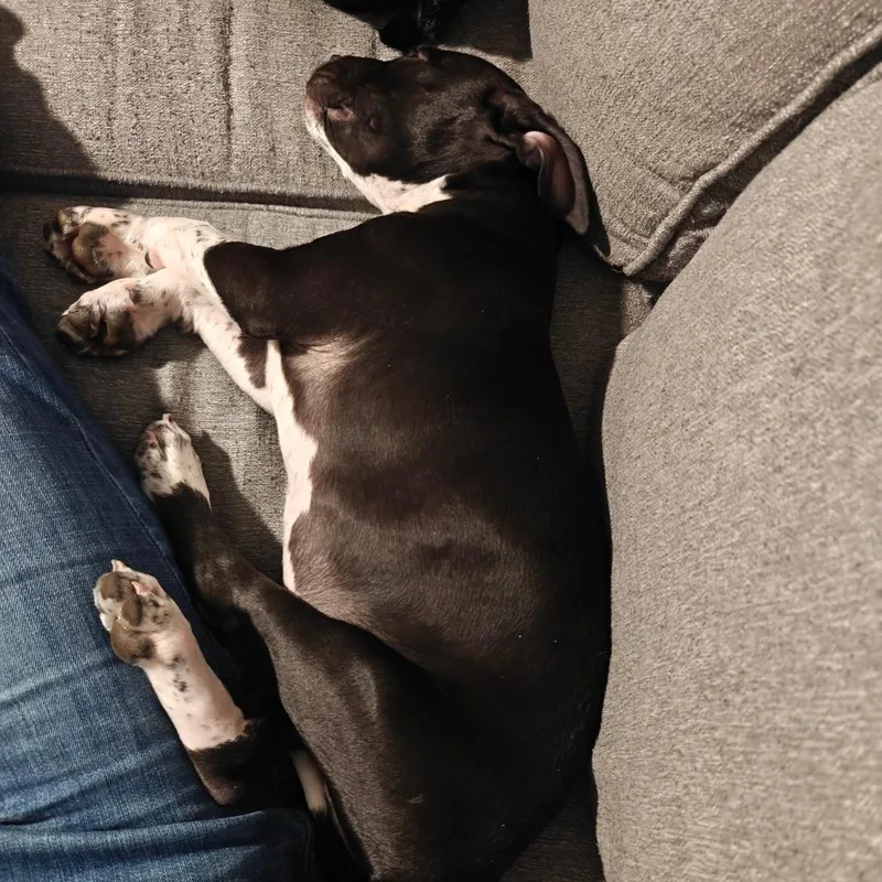 Powersurger thumbnail 4