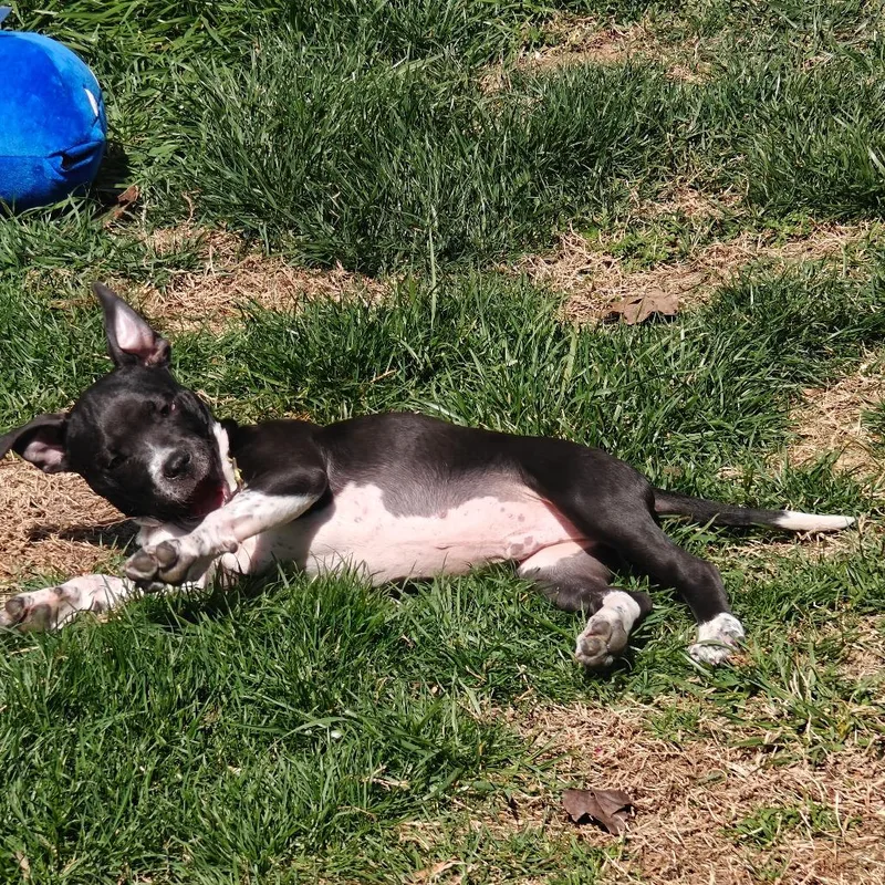 Powersurger thumbnail 6