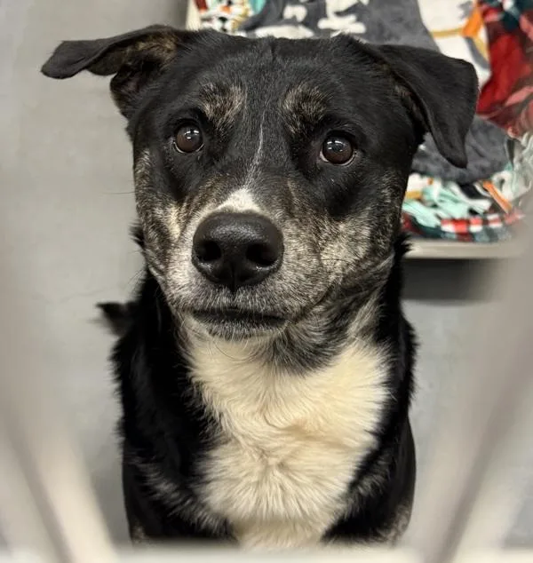 An adult large-sized male Mixed Breed dog named Tacoma for adoption in Troutdale, OR