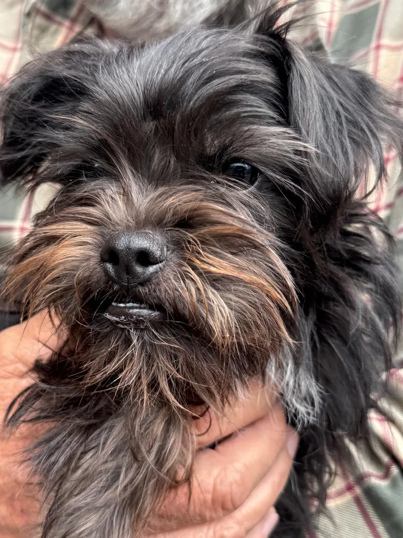 A baby small-sized female Yorkshire Terrier dog named Camila for adoption in Durango, CO