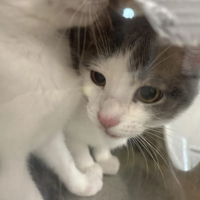An adult medium-sized female Gray / Blue / Silver Domestic Short Hair cat named Paper Clip for adoption in Philadelphia, PA