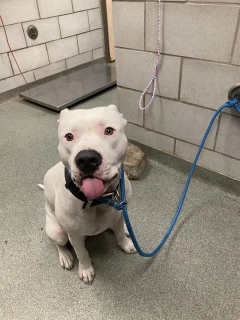 An adult medium-sized male Mixed Breed dog named Loki for adoption in Dallas, TX