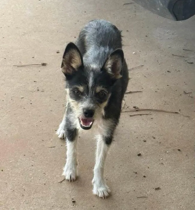 A young small-sized female Terrier dog named Flor for adoption in Grafton, WI