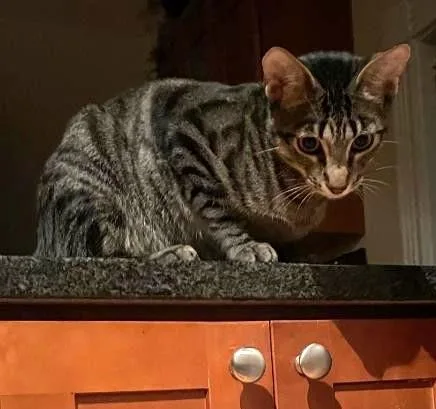A baby medium-sized male Domestic Short Hair cat named Luca for adoption in Jamaica Plain, MA