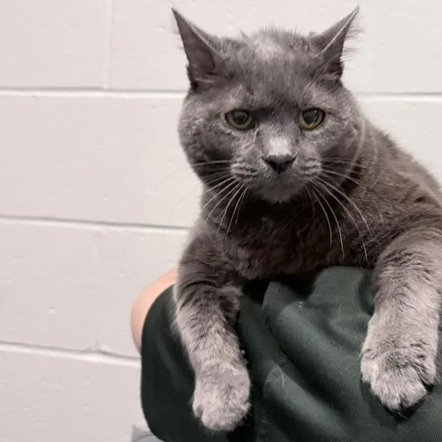 A senior large-sized female Gray / Blue / Silver Domestic Short Hair cat named Smokey for adoption in Columbus, IN