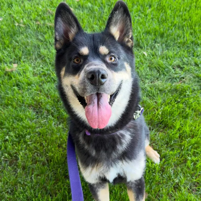 An adult medium-sized male Husky dog named Chief for adoption in San Francisco, CA