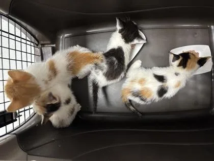 A baby small-sized female Domestic Short Hair cat named 1333-26 for adoption in Cumming, GA