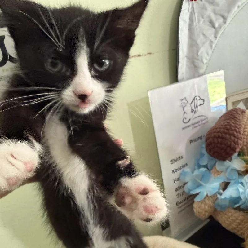 A baby small-sized female Black Domestic Short Hair cat named Esme for adoption in San Antonio, TX