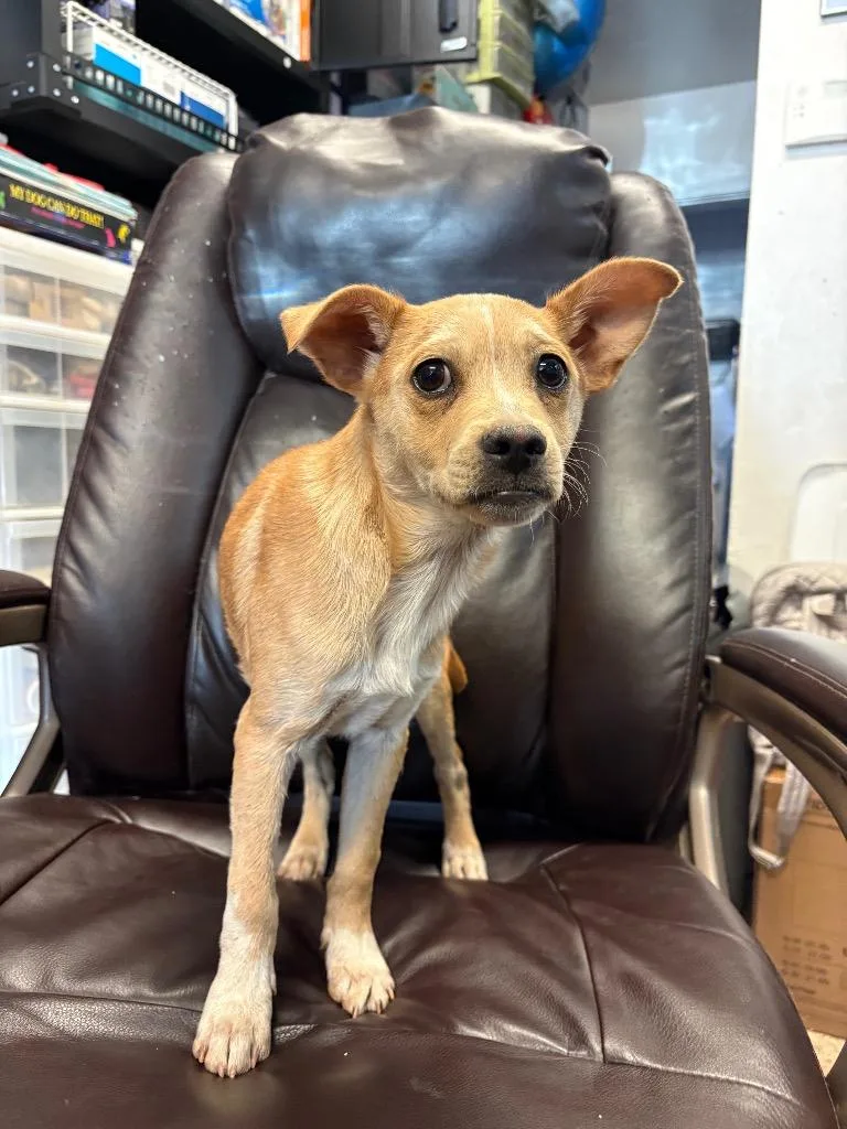 A baby medium-sized male Chihuahua dog named Scotch Tape for adoption in Reno, NV