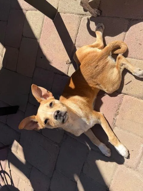 Scotch Tape thumbnail 2