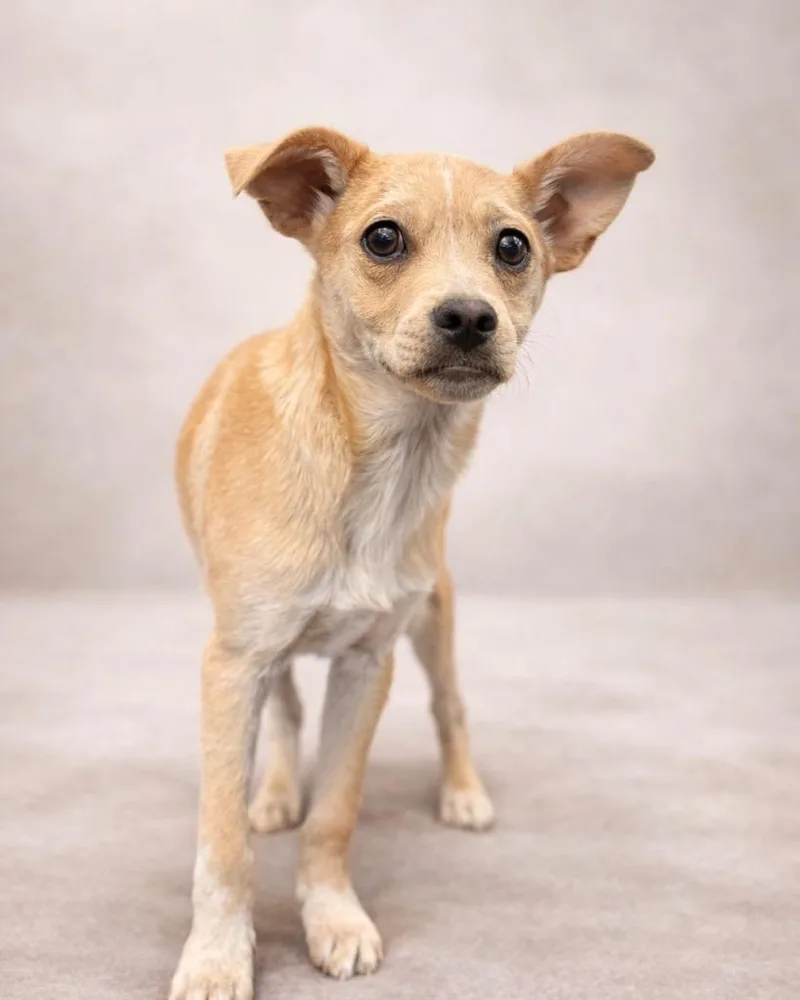 Scotch Tape thumbnail 3