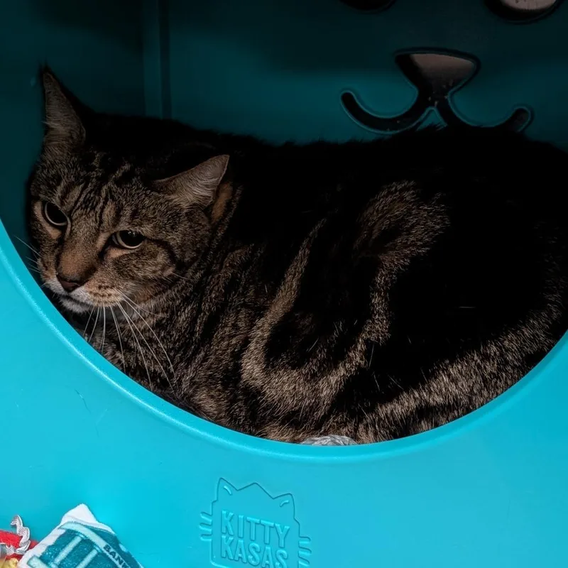 A senior large-sized male Brown / Chocolate Domestic Medium Hair cat named Ricky for adoption in Titusville, FL