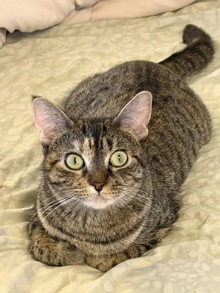 An adult medium-sized female Domestic Short Hair cat named Cafe Erzule for adoption in Ridgewood, NY