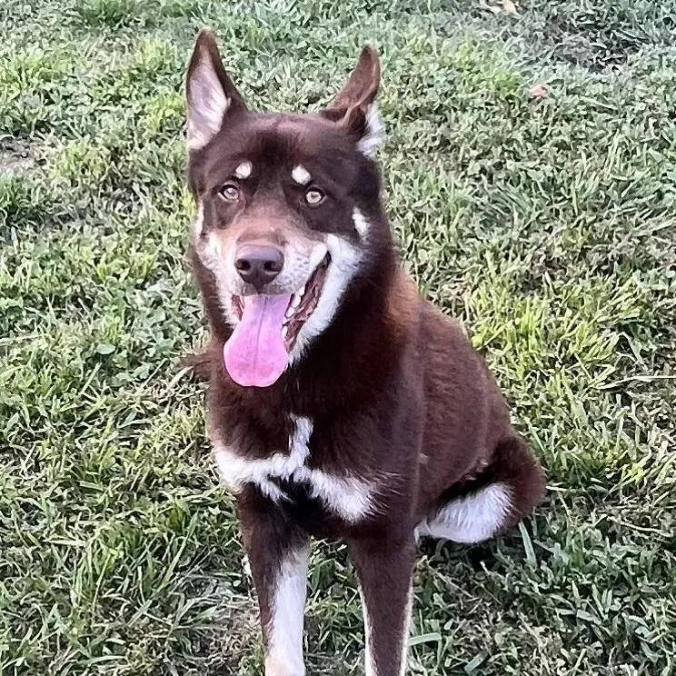 A young medium-sized male Red / Chestnut / Orange Husky dog named Flynn! Not Your Typical for adoption in Houston, TX