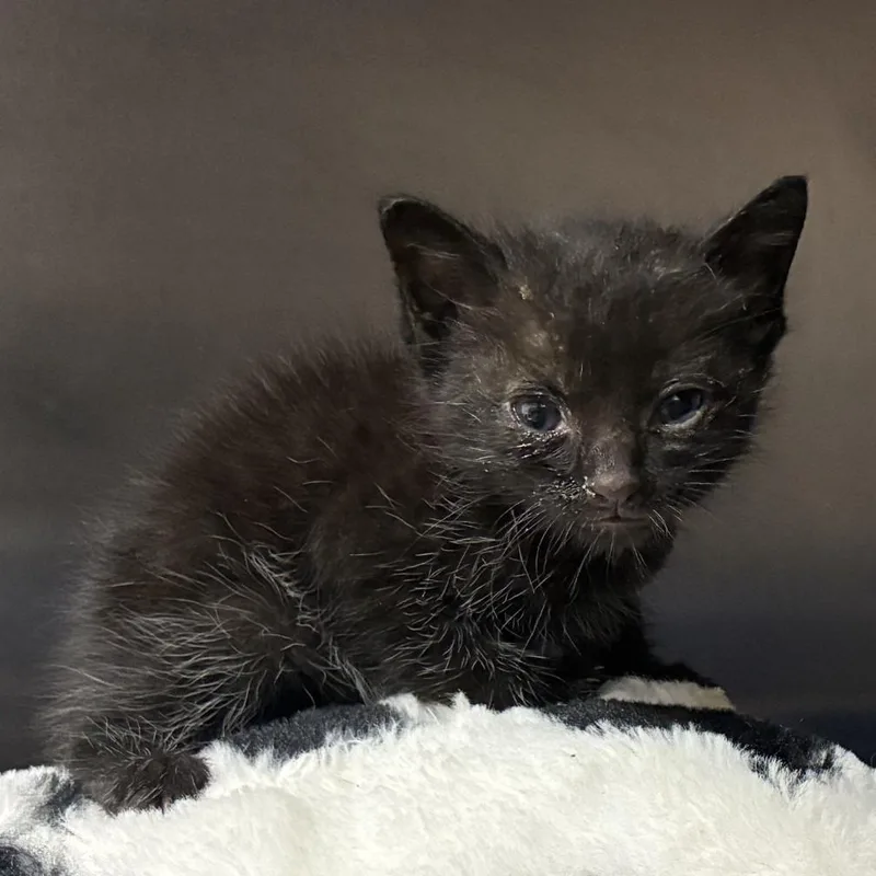 A baby small-sized male Black Domestic Short Hair cat named Sorrin for adoption in Bryan, TX