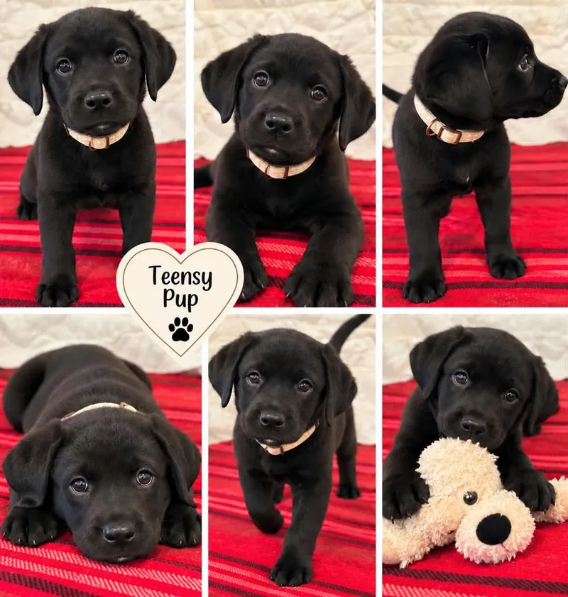 Teensy Miracle thumbnail 4