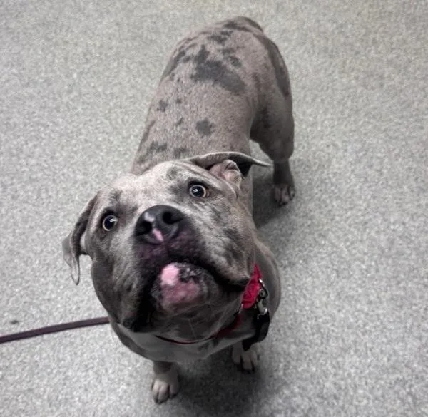 An adult medium-sized male Pit Bull Terrier dog named Kerbie for adoption in Escondido, CA