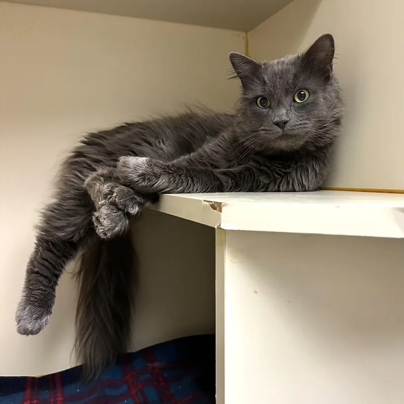 An adult medium-sized male Gray / Blue / Silver Domestic Medium Hair cat named Amadeus for adoption in Concord, NH