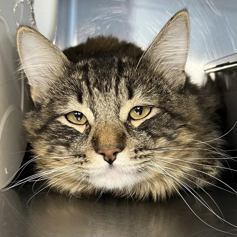 An adult small-sized male Brown / Chocolate Domestic Medium Hair cat named Eeyore for adoption in Palm Springs, CA