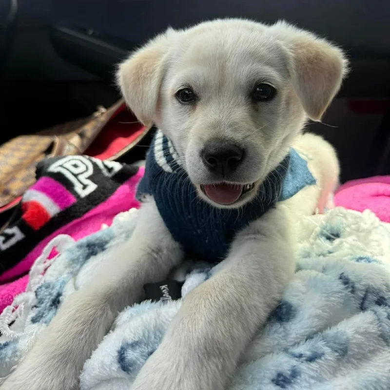 A baby medium-sized male White / Cream Husky dog named Freddie Mercury for adoption in Spring, TX