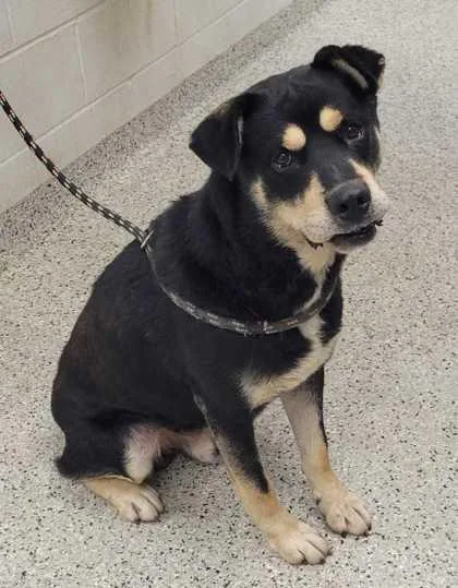An adult large-sized male Black Mixed Breed dog named Coach for adoption in Kansas City, MO