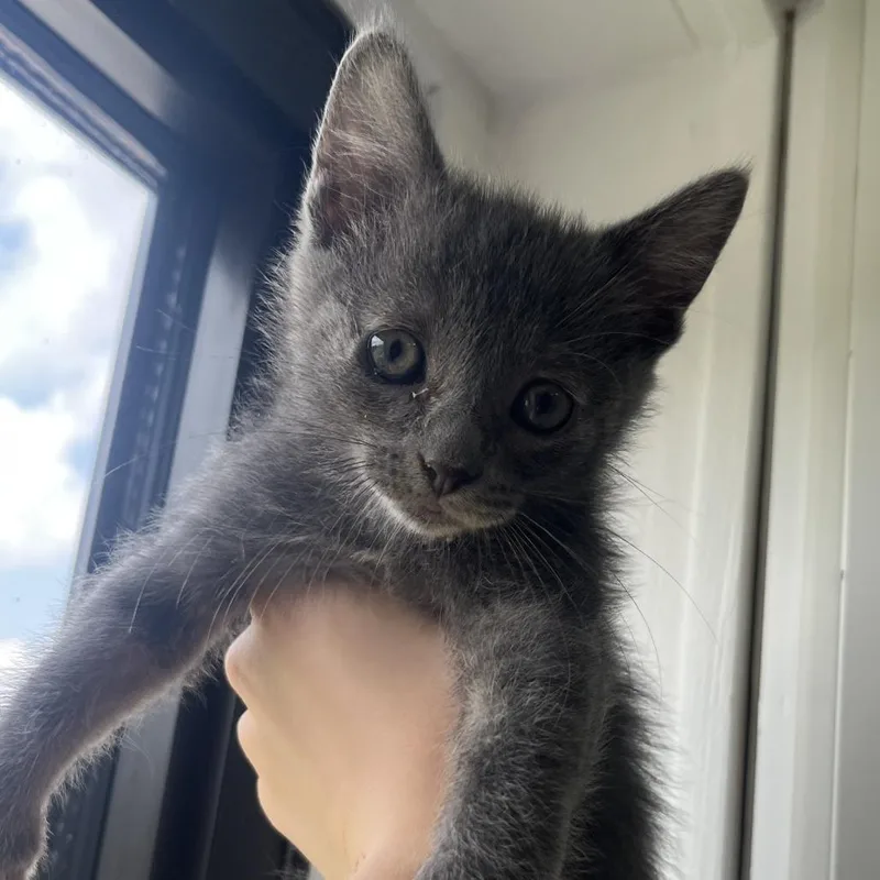 A baby small-sized female Gray / Blue / Silver Domestic Short Hair cat named Robin for adoption in St. Louis, MO