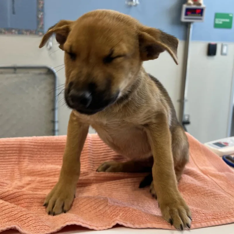 A baby small-sized female Brown / Chocolate Mixed Breed dog named 112696 for adoption in Las Cruces, NM