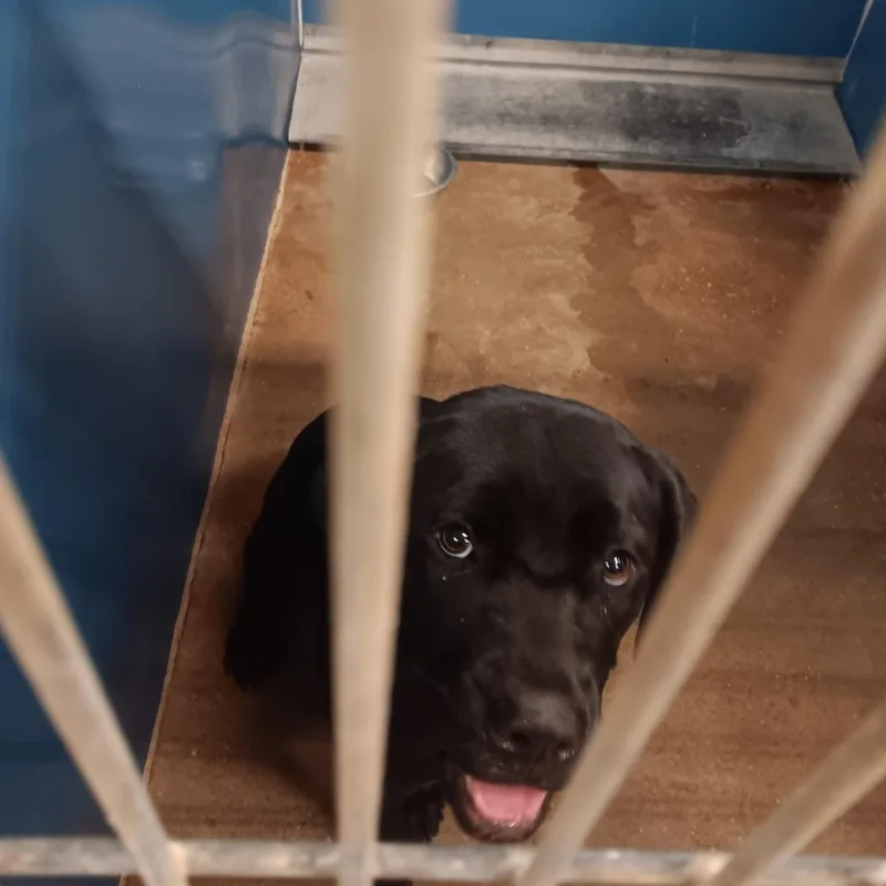 An adult medium-sized female Black Labrador Retriever dog named Betsy for adoption in Montgomery, AL