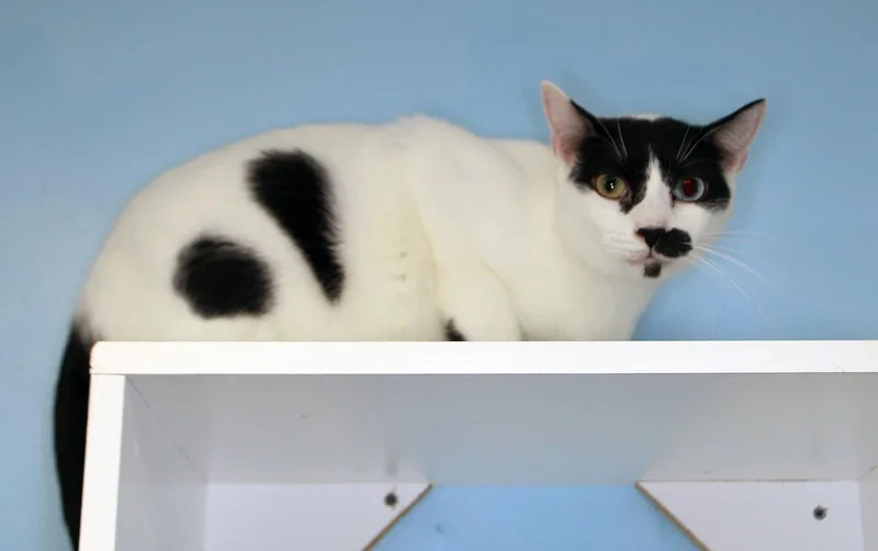 An adult large-sized male Black & White / Tuxedo Domestic Short Hair cat named Charlie Chapman  Cat for adoption in Oakland Park, FL