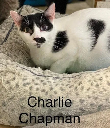 Charlie Chapman  Cat thumbnail 2