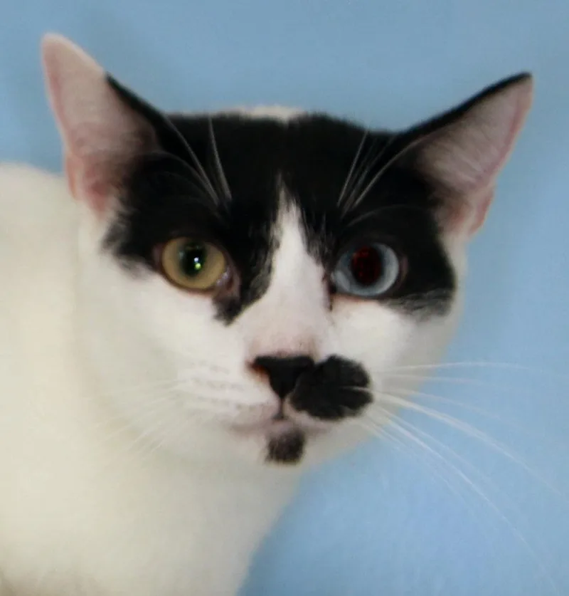 Charlie Chapman  Cat thumbnail 3