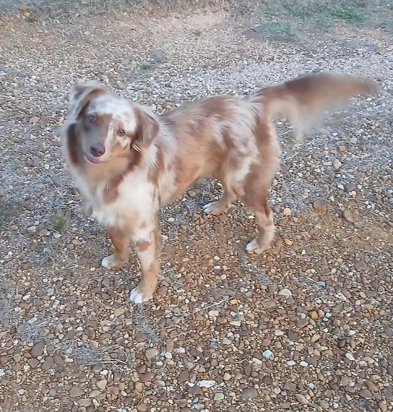 An adult medium-sized female Yellow / Tan / Blond / Fawn Australian Shepherd dog named Camo for adoption in Watertown, CT