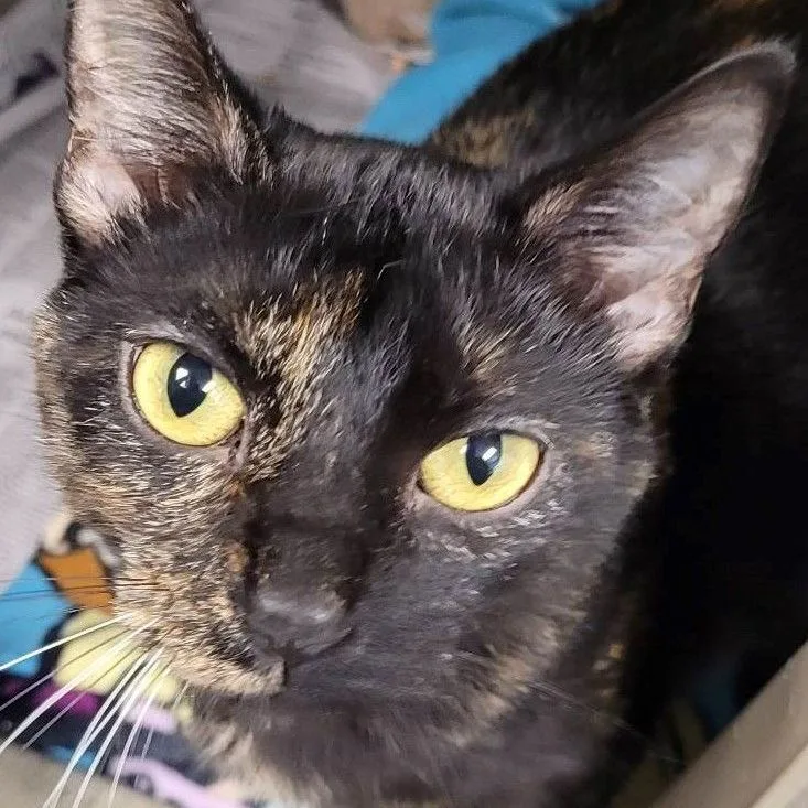 An adult medium-sized female Tortoiseshell Domestic Short Hair cat named Adaline for adoption in Robinson, IL