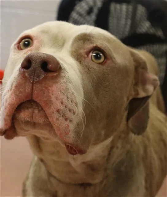 An adult large-sized female Mixed Breed dog named Annabelle for adoption in Columbia, SC