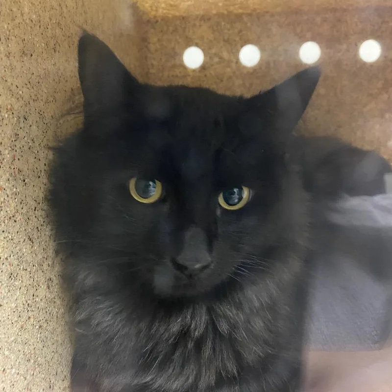 An adult medium-sized male Black Domestic Medium Hair cat named Vesper for adoption in Reno, NV