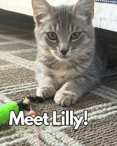 A baby medium-sized female Tabby (Gray / Blue / Silver) Domestic Medium Hair cat named Lily for adoption in Nantucket, MA