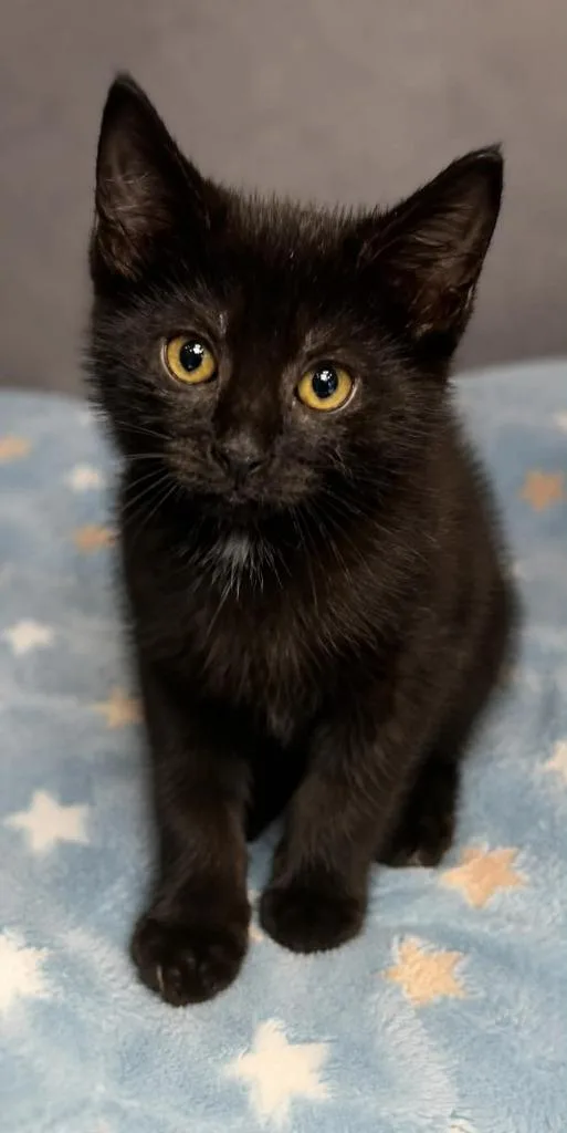 A baby small-sized female Domestic Short Hair cat named Nova for adoption in Columbia, TN