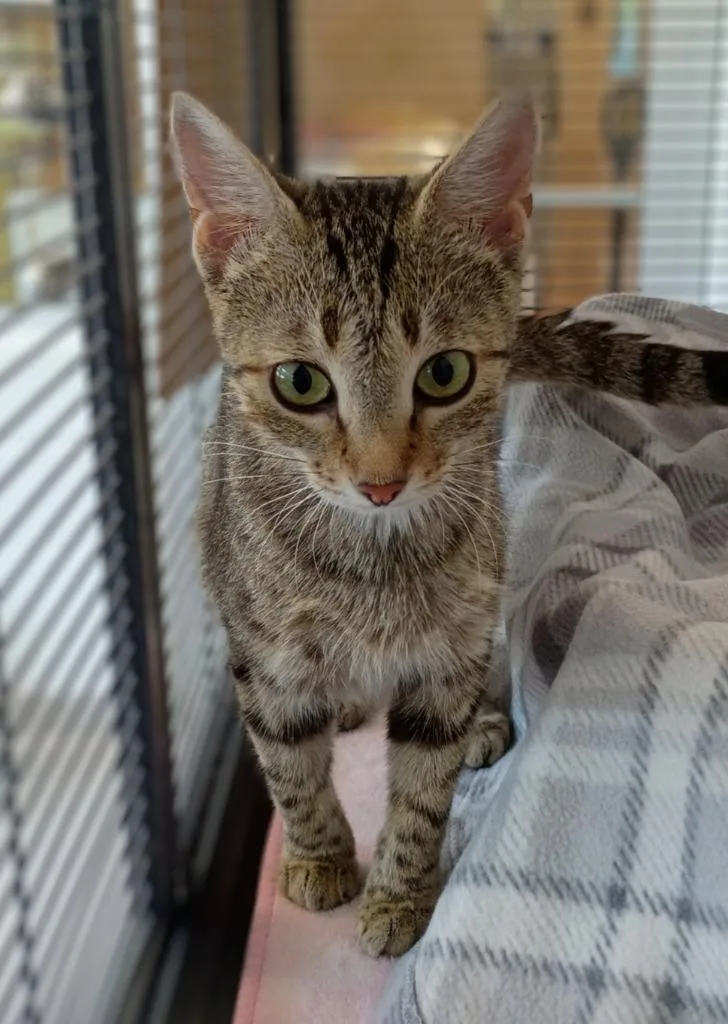A young medium-sized female Domestic Short Hair cat named Lacey for adoption in Hamilton, OH