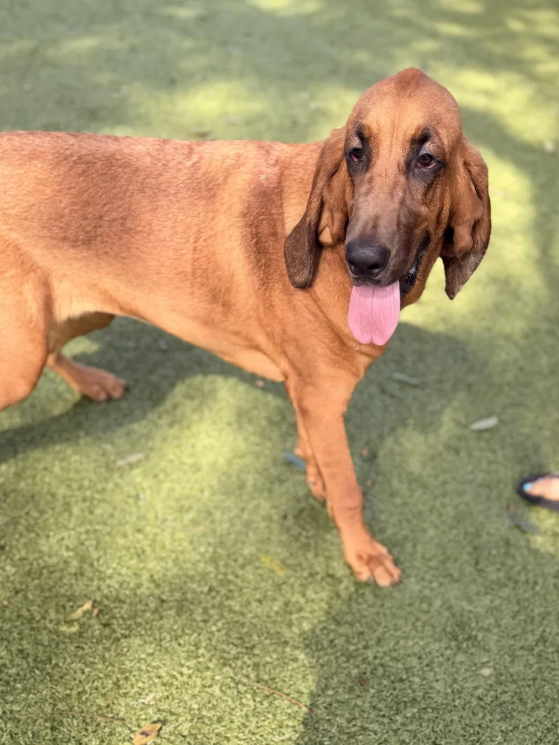 A young large-sized female Bloodhound dog named Dixie for adoption in Hilton Head Island, SC