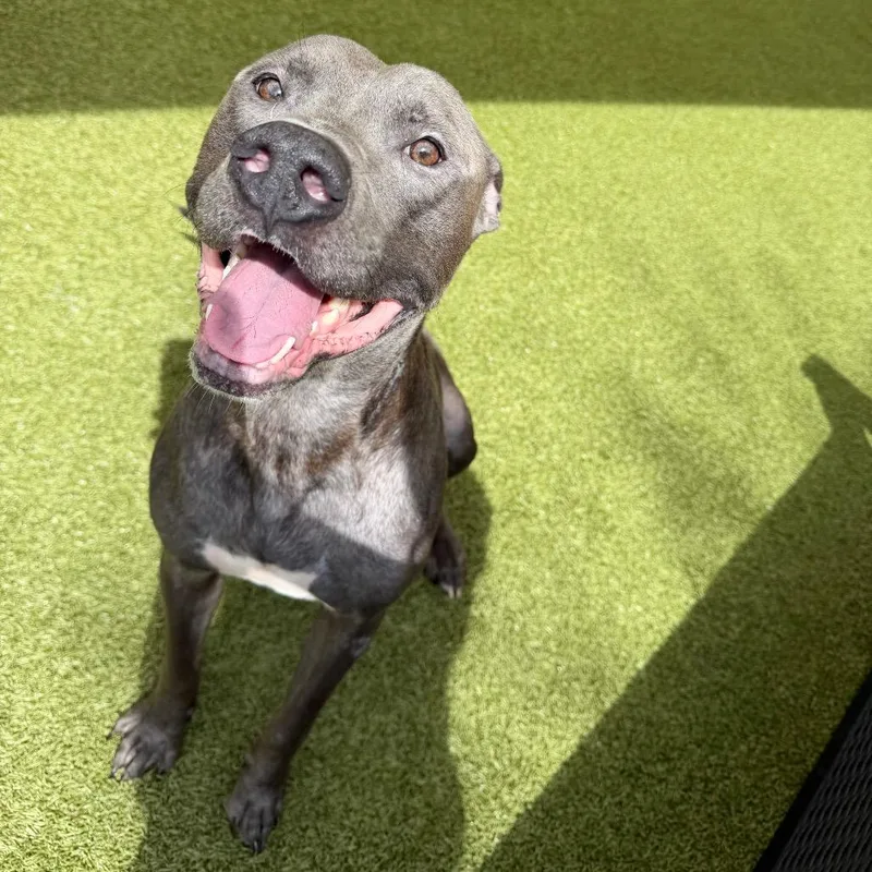 An adult large-sized male Staffordshire Bull Terrier dog named Sparky for adoption in Titusville, FL