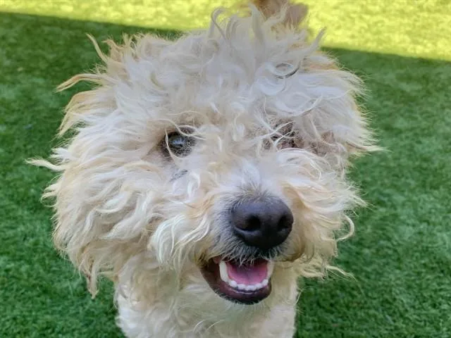 A young small-sized male Poodle dog named Princey for adoption in Moreno Valley, CA