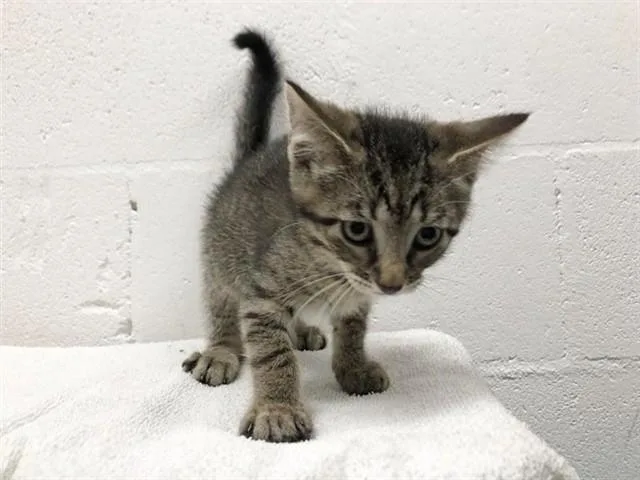 A baby small-sized male Domestic Short Hair cat named Sunny for adoption in Saint Louis, MO