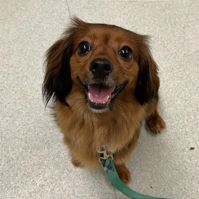 An adult small-sized female Red / Chestnut / Orange Chihuahua dog named Luna for adoption in Springfield, MA