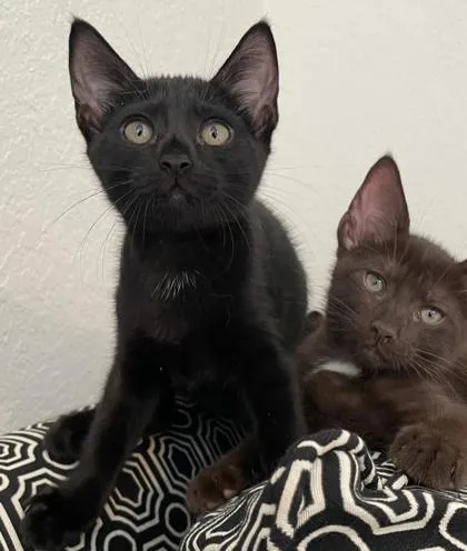 A baby small-sized male Domestic Short Hair cat named Butterbeer for adoption in Fort Worth, TX