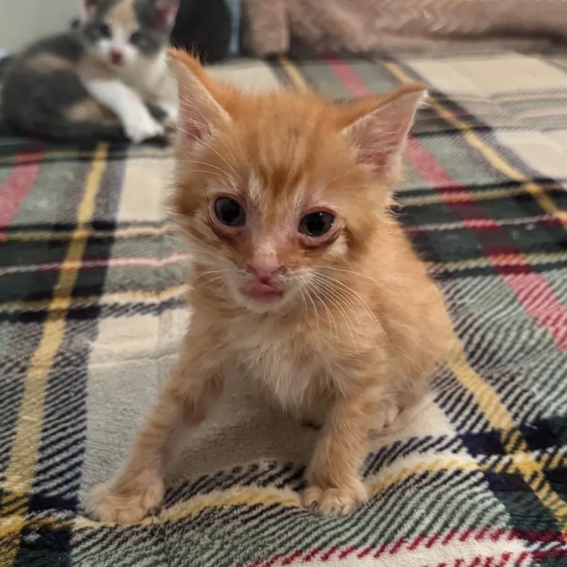 A baby small-sized male Orange / Red Domestic Short Hair cat named Garfield for adoption in LYLE, MN