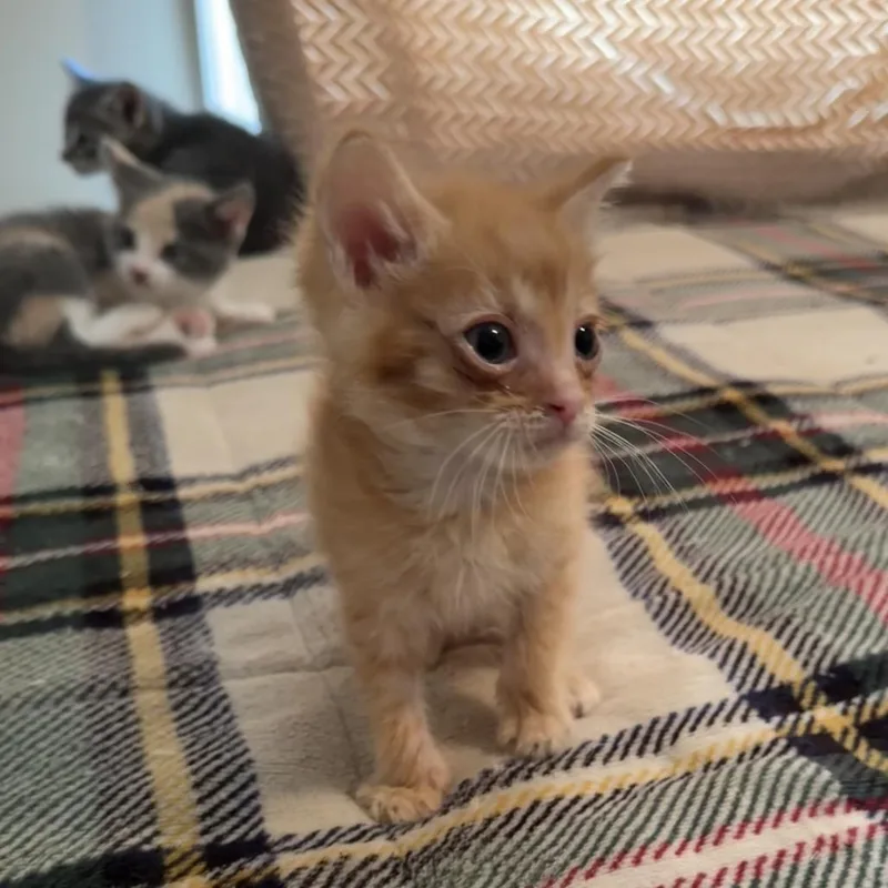 Garfield thumbnail 2