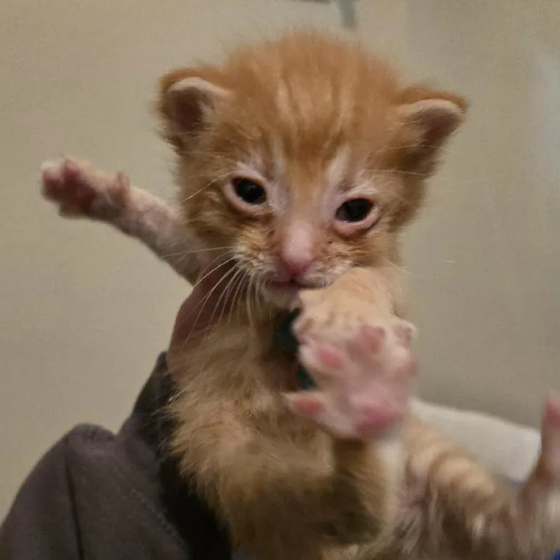 Garfield thumbnail 3
