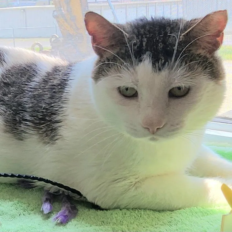An adult large-sized male Domestic Short Hair cat named Toby for adoption in Berkeley Springs, WV
