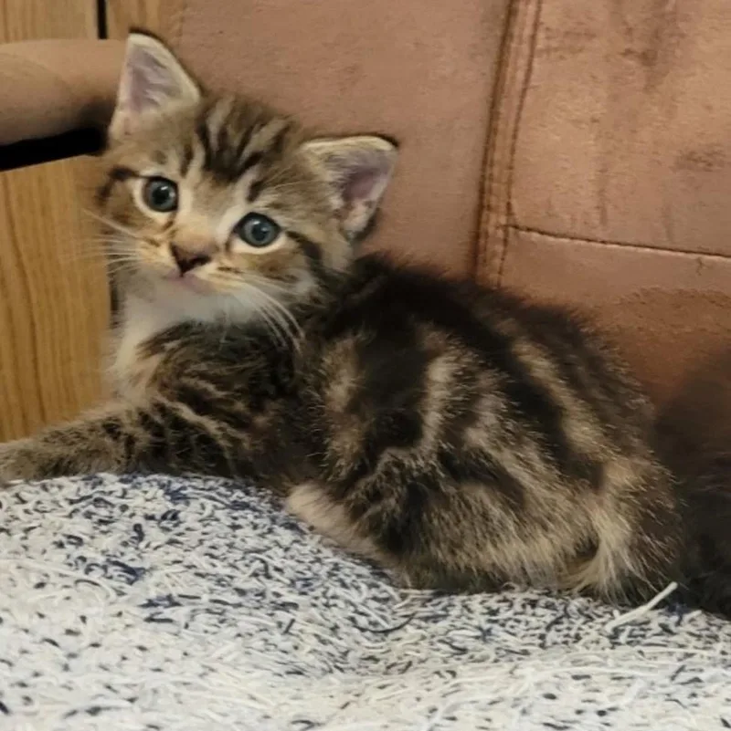 A young small-sized male Domestic Short Hair cat named Krakatau for adoption in Indiana, PA